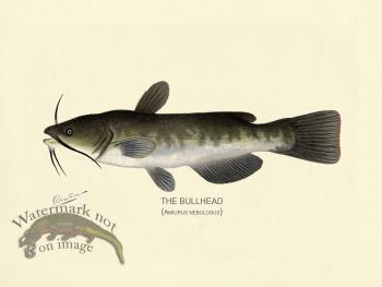 Catfish - Bullhead